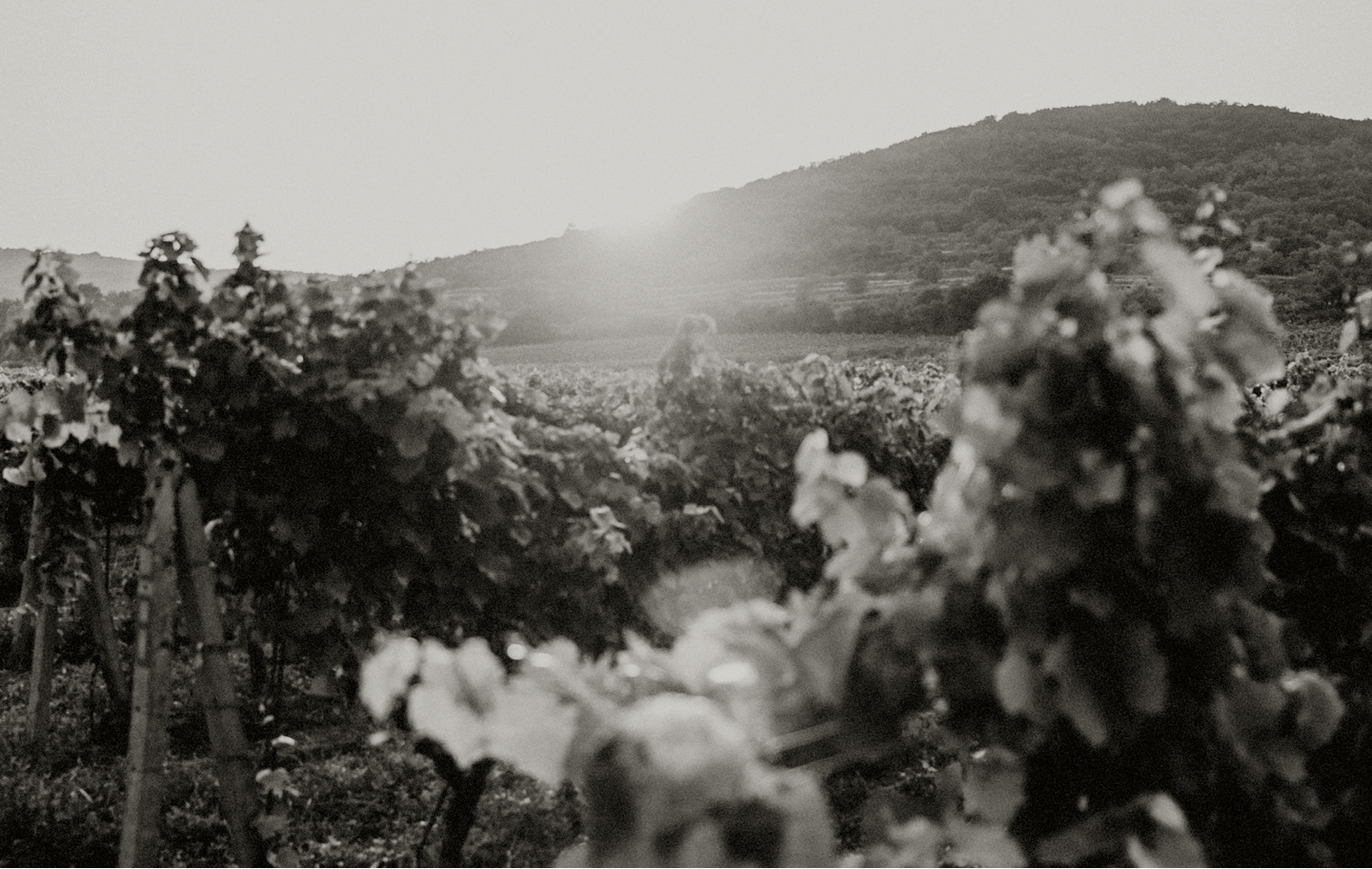 Sunset over the vineyards outside Beaune, France